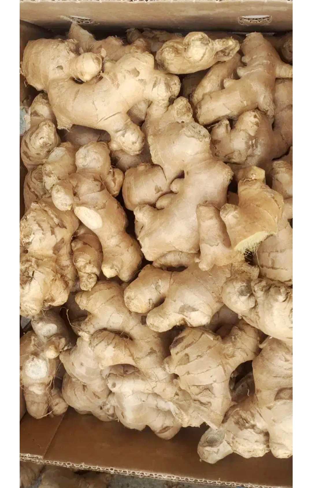 زنجبیل پاکستانی زنجفیل تازه درجه یک
