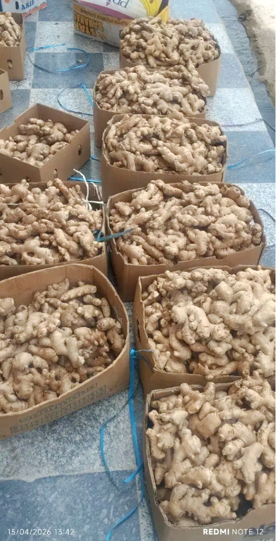 زنجبیل پاکستانی تازه عمده 20 کیلو